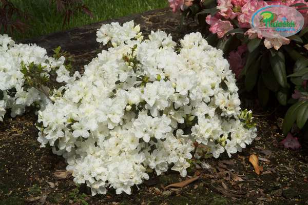 Azalia japońska Panda